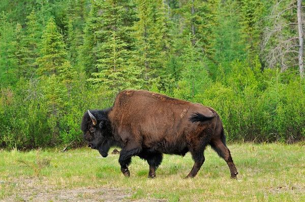 Canada-British Columbia-Coal River Wood bison close-up